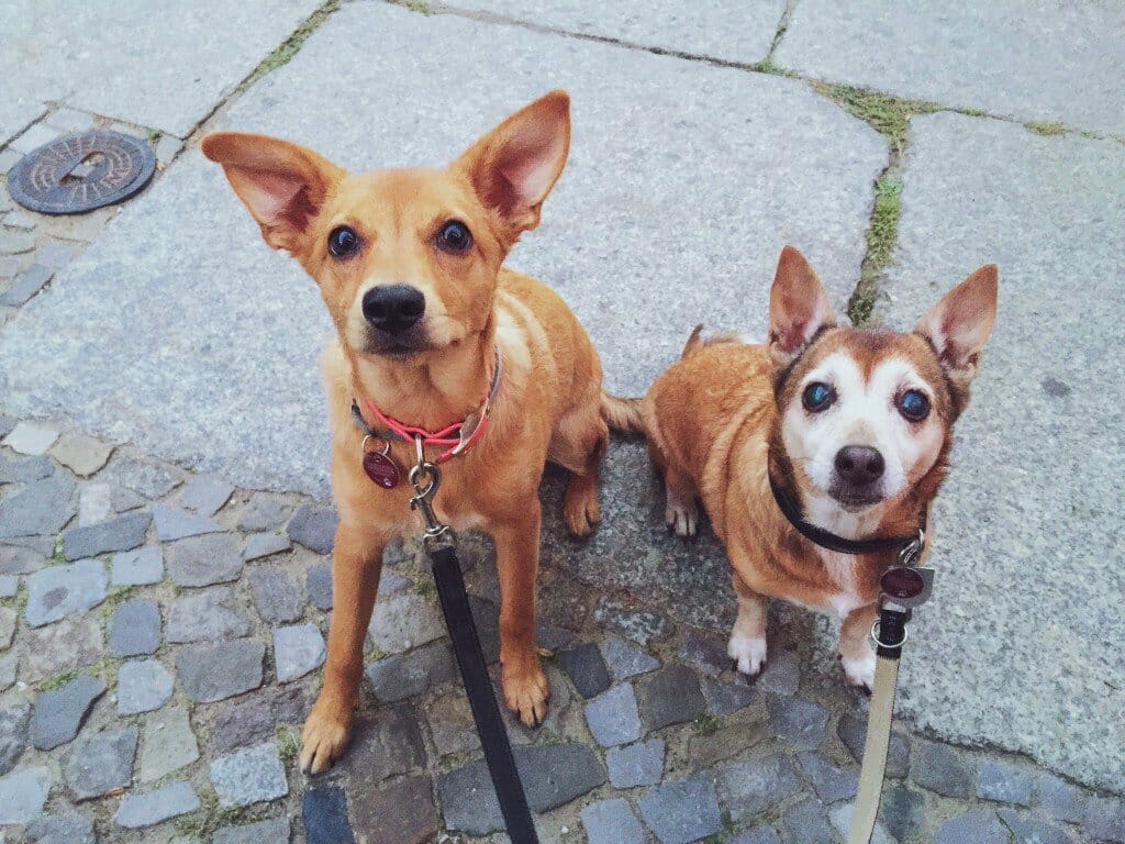 Zweikopfhund